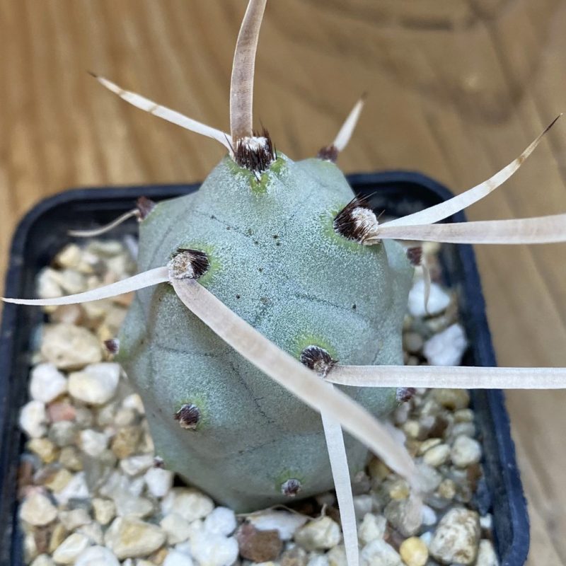 SH16232 Tephrocactus articulatus v. papyracanthus