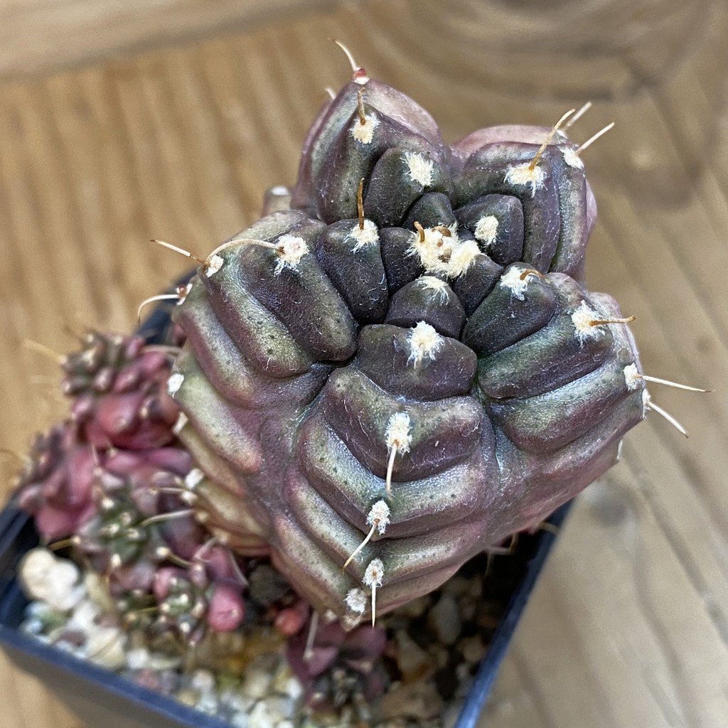 SH16995 Gymnocalycium mihanovichii ‘North Star B'