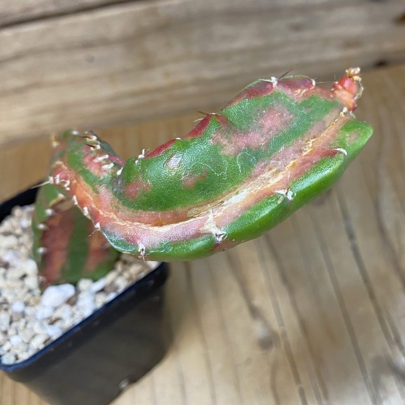 SH19561 Hylocalycium ‘Chimera variegata’