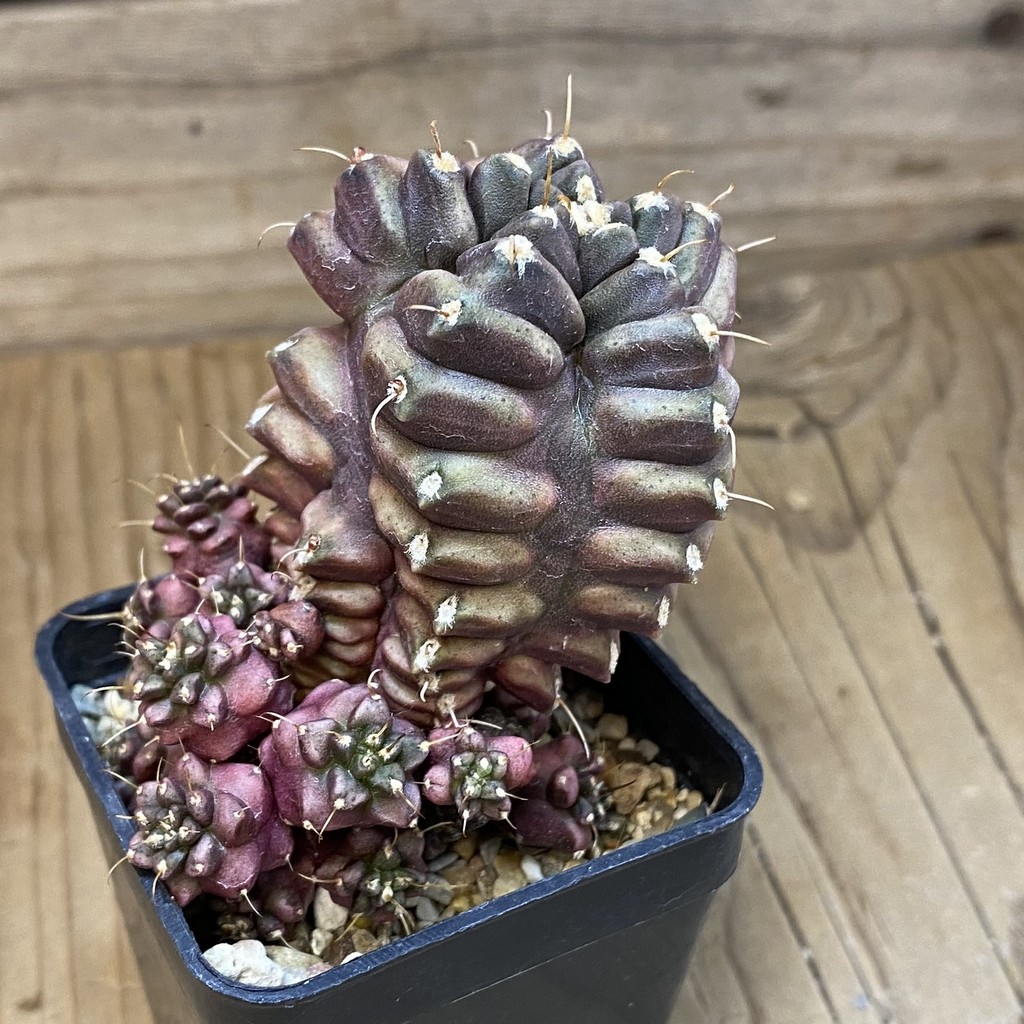 SH16995 Gymnocalycium mihanovichii ‘North Star B' - 画像 (2)