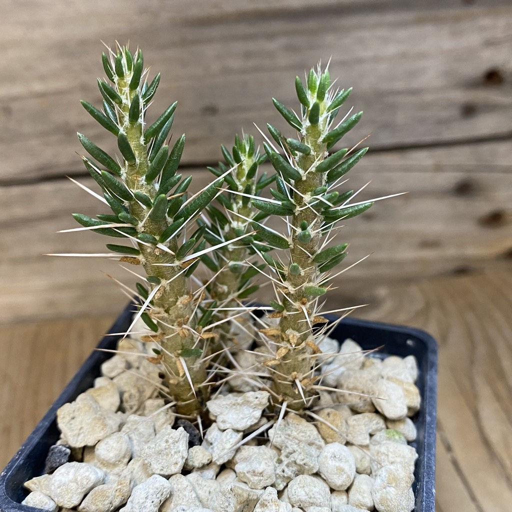 SH18487 Maihueniopsis valentine x tevelchey - 画像 (2)