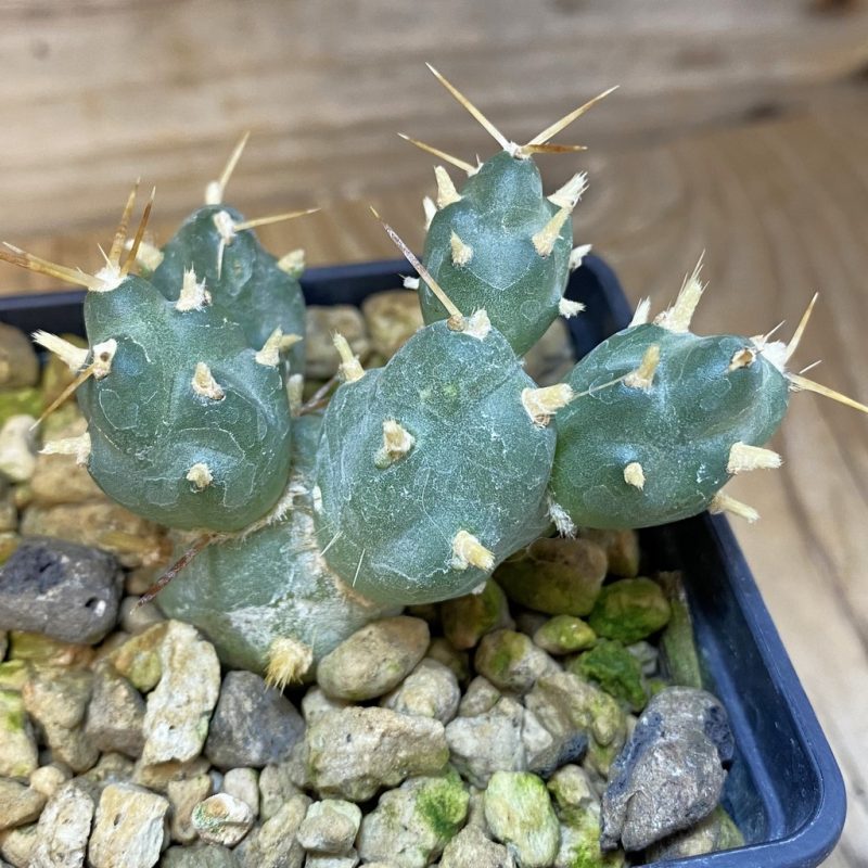 SH18484 Cumulopuntia rossiana WR 912