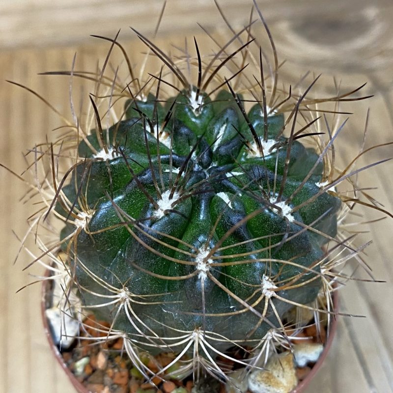 SH18227 Eriosyce taltalensis