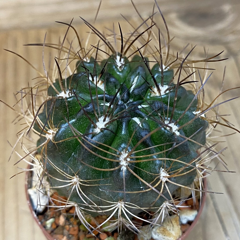 SH18227 Eriosyce taltalensis