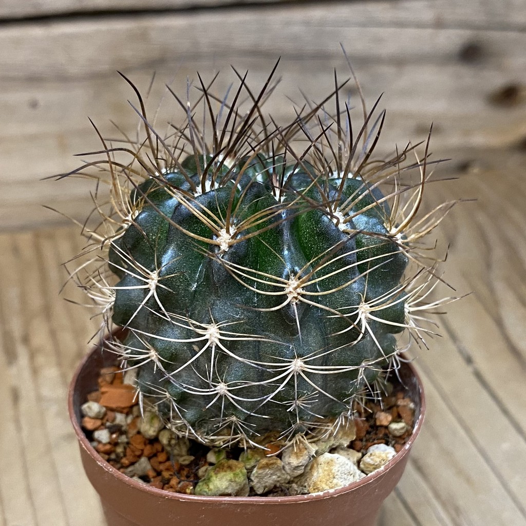 SH18227 Eriosyce taltalensis - 画像 (2)