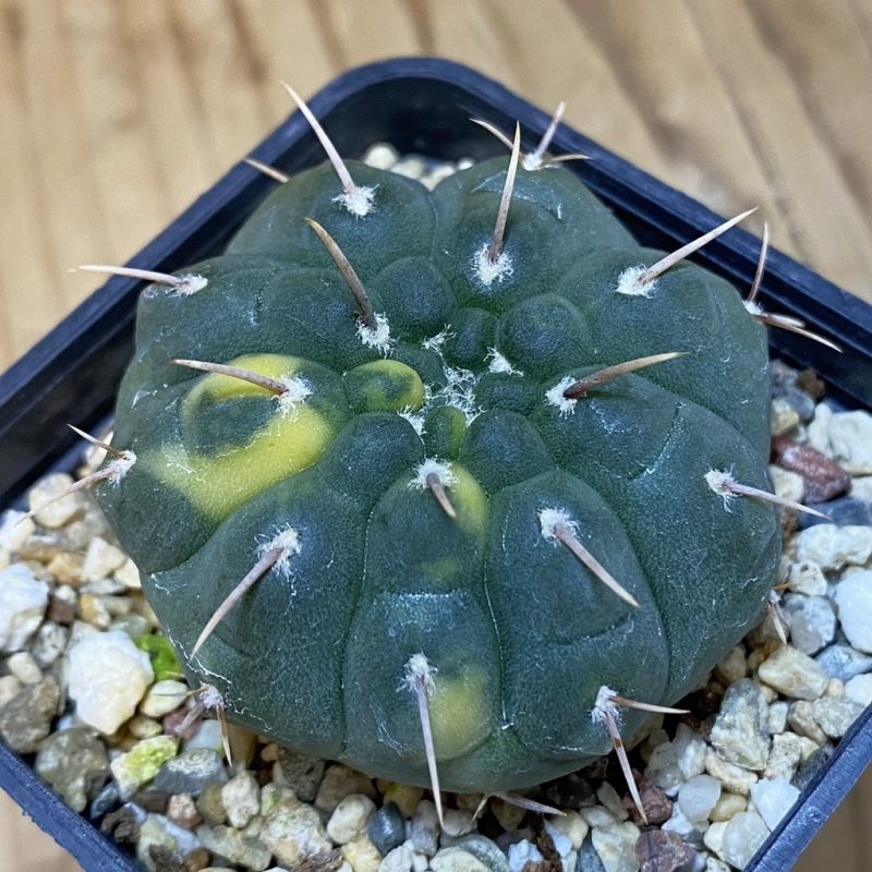 SH14587 Gymnocalycium ochoterenae f. variegata