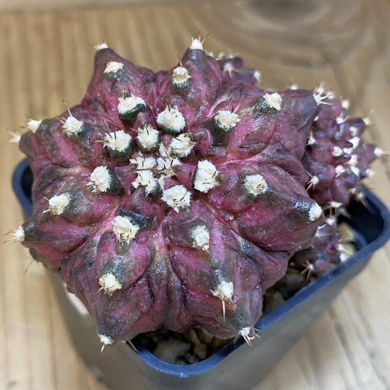 SH15156 Gymnocalycium mihanovichii 'T-Rex' hybrid, seedling