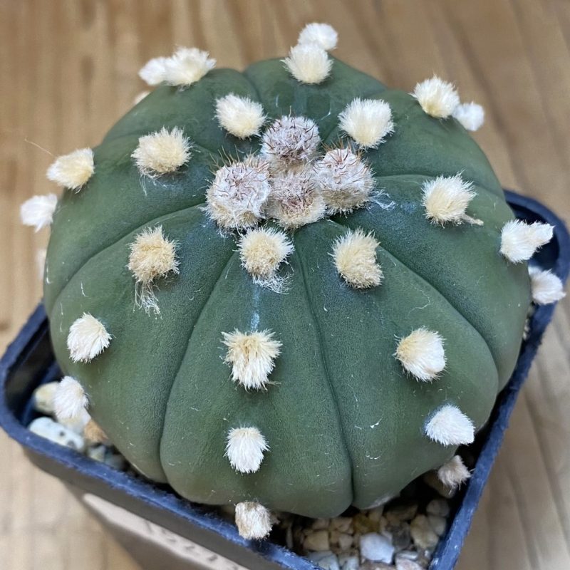 SH15273 Astrophytum asterias ‘Ooibo’