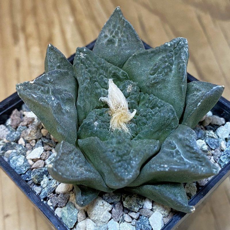 SH24098 Ariocarpus fissuratus ‘Godzilla’ hybrid, seedling, own roots