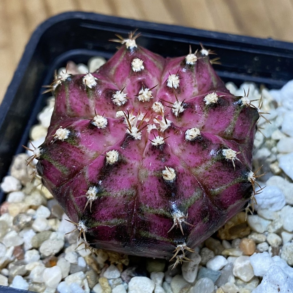 SH19409 Gymnocalycium mihanovichii 'T-Lux'
