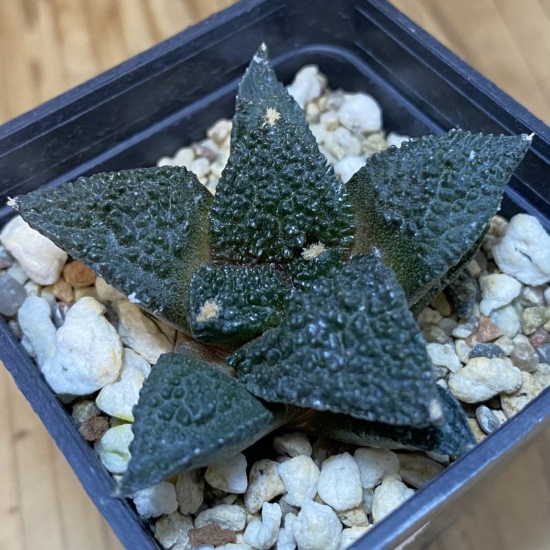 SH20823 Ariocarpus fissuratus 'Godzilla' hybrid, seedling