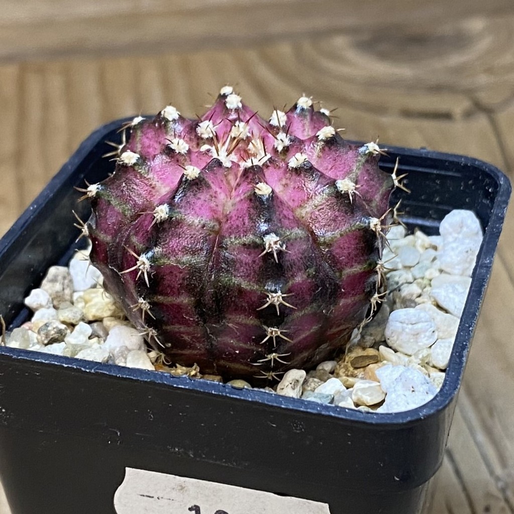SH19409 Gymnocalycium mihanovichii 'T-Lux' - 画像 (2)
