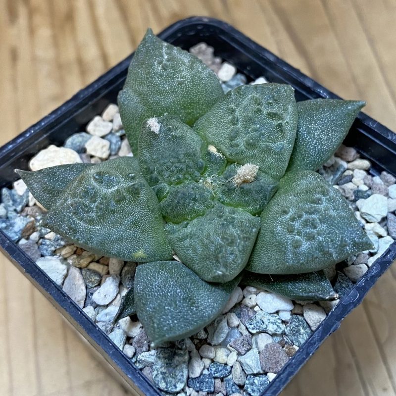 SH23573 Ariocarpus fissuratus ‘Godzilla’ hybrid, seedling, own roots