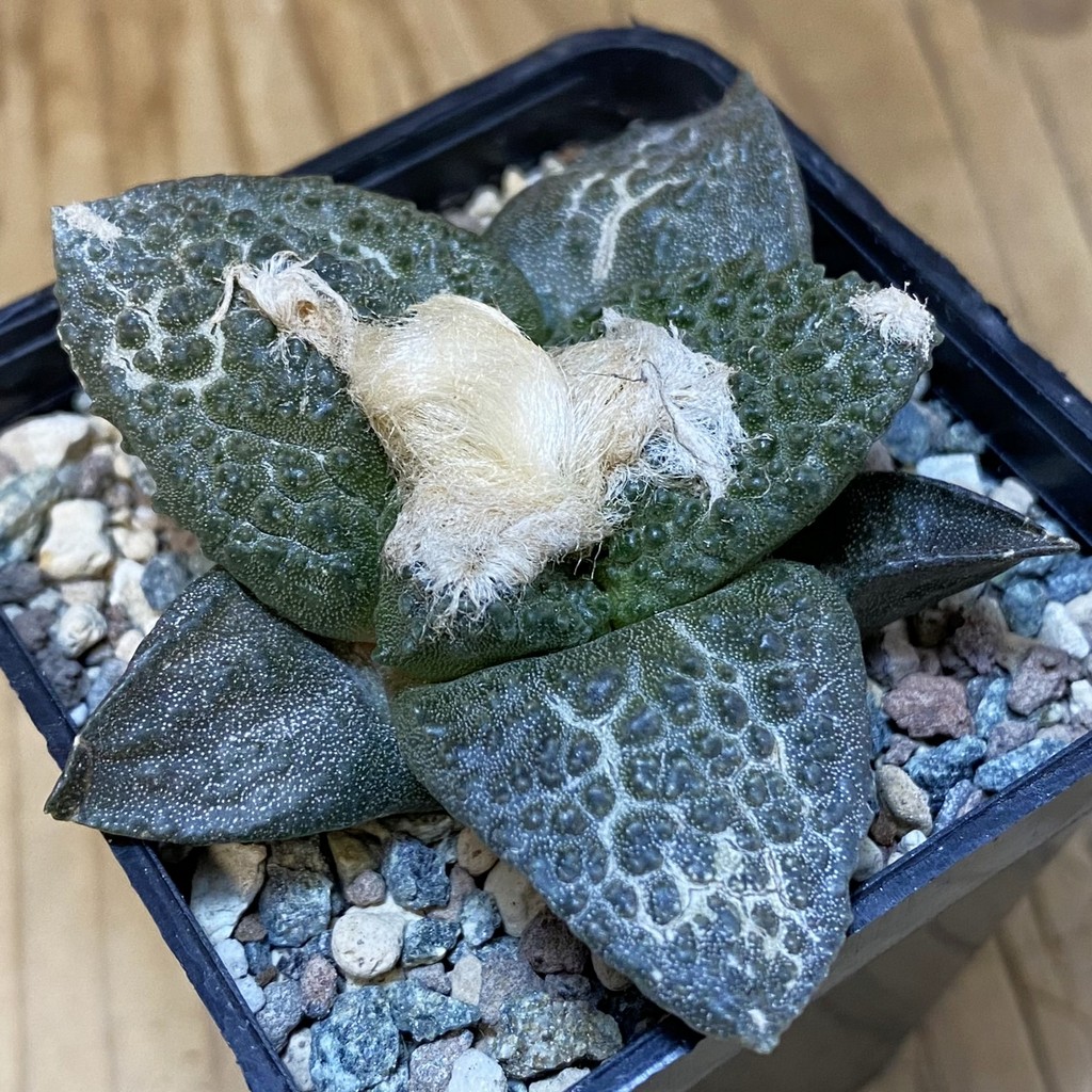 SH23574 Ariocarpus fissuratus ‘Godzilla’ hybrid, seedling, own roots