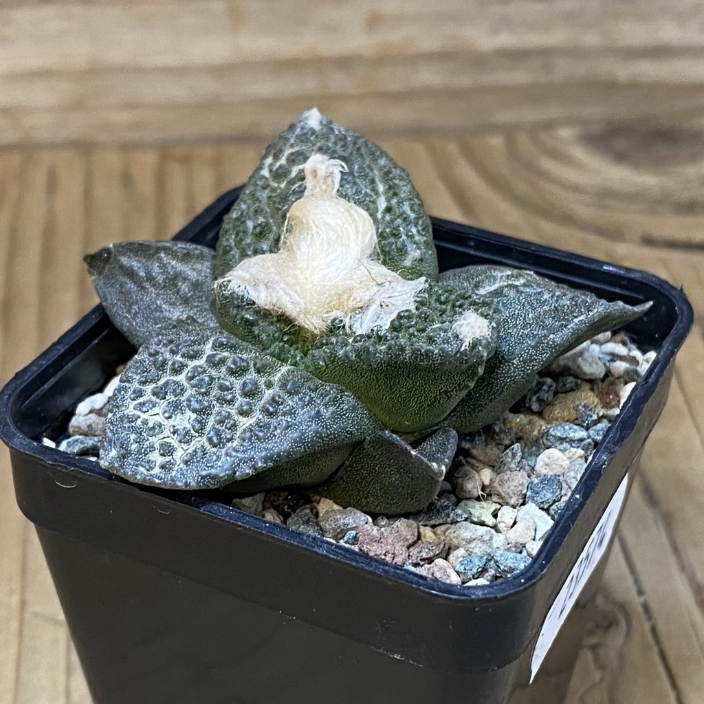 SH23574 Ariocarpus fissuratus ‘Godzilla’ hybrid, seedling, own roots - Image 2
