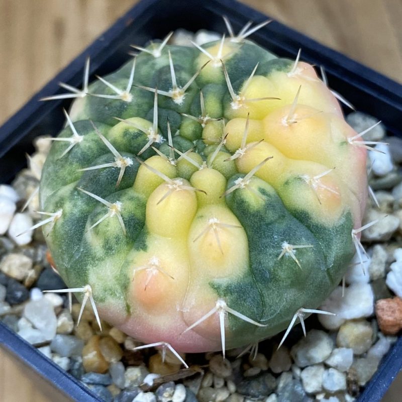 SH828 Gymnocalycium stellatum f. variegata