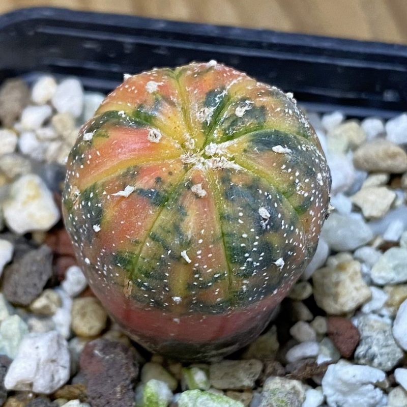 SH17749 Astrophytum asterias ‘Purple Skin’ f. variegata