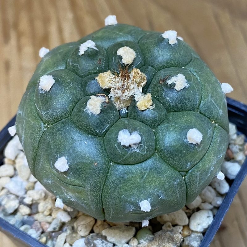 SH869 Astrophytum asterias 'Kikko'
