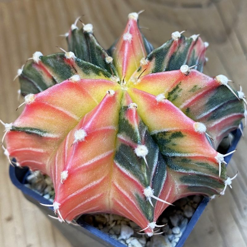 SH5043 Gymnocalycium friedrichii LB f. variegata, seedling