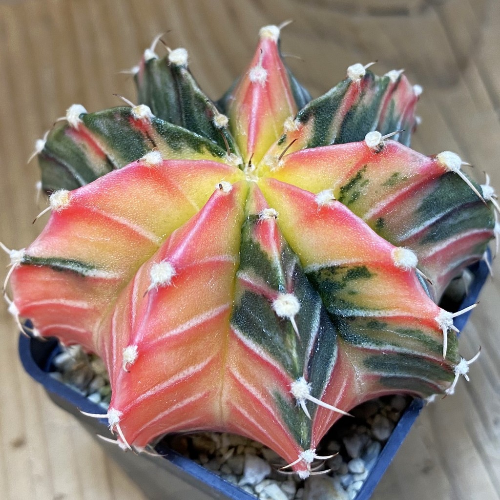 SH5043 Gymnocalycium friedrichii LB f. variegata, seedling