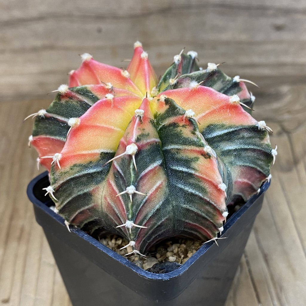 SH5043 Gymnocalycium friedrichii LB f. variegata, seedling – Bild 2