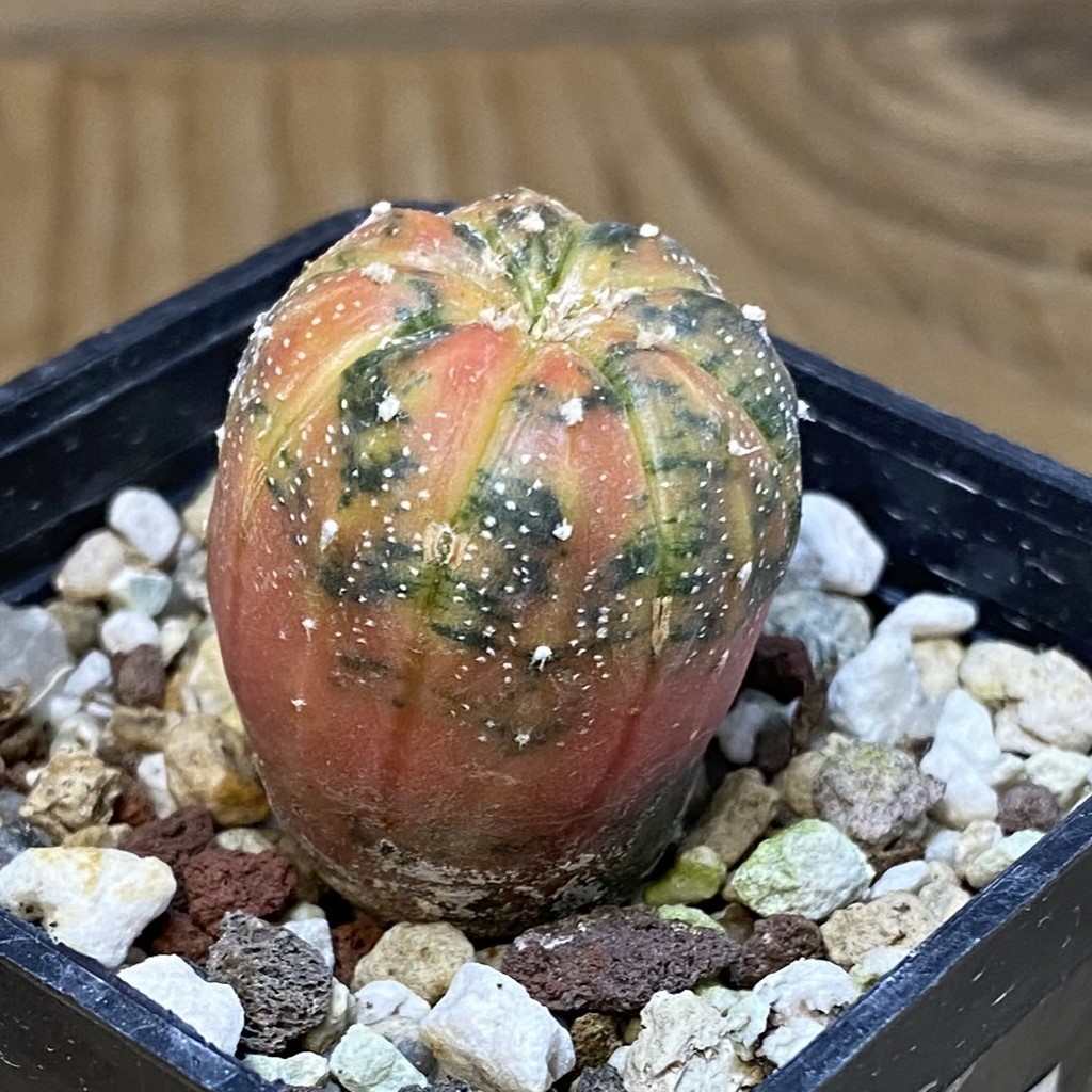 SH17749 Astrophytum asterias ‘Purple Skin’ f. variegata - immagine 2