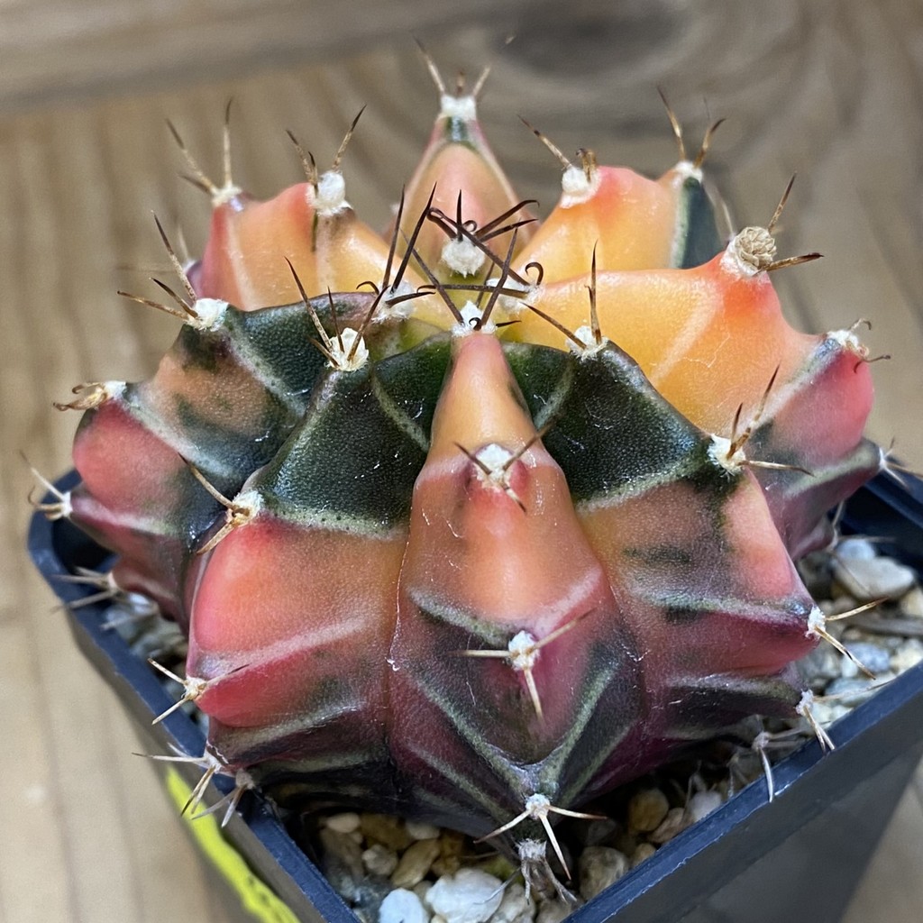SH2674 Gymnocalycium mihanovichii f. variegata , seedling - 画像 (2)