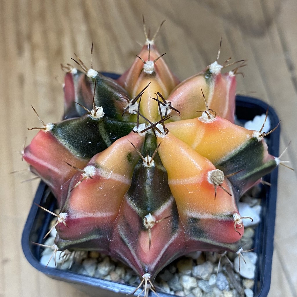 SH2674 Gymnocalycium mihanovichii f. variegata , seedling - 画像 (3)