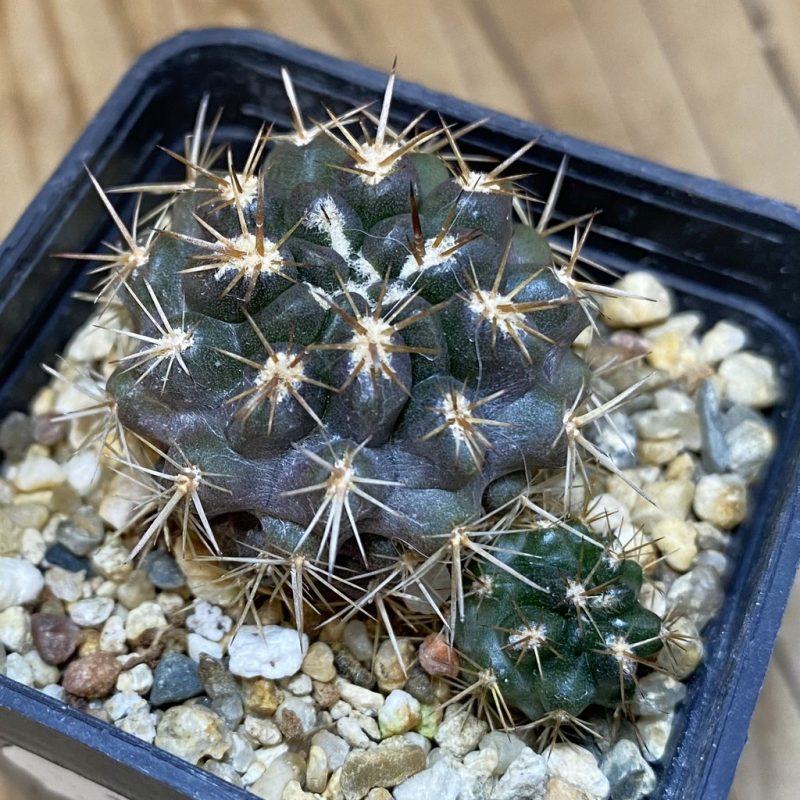 SH15438 Neoporteria curvispina ex M.G. 1030.741