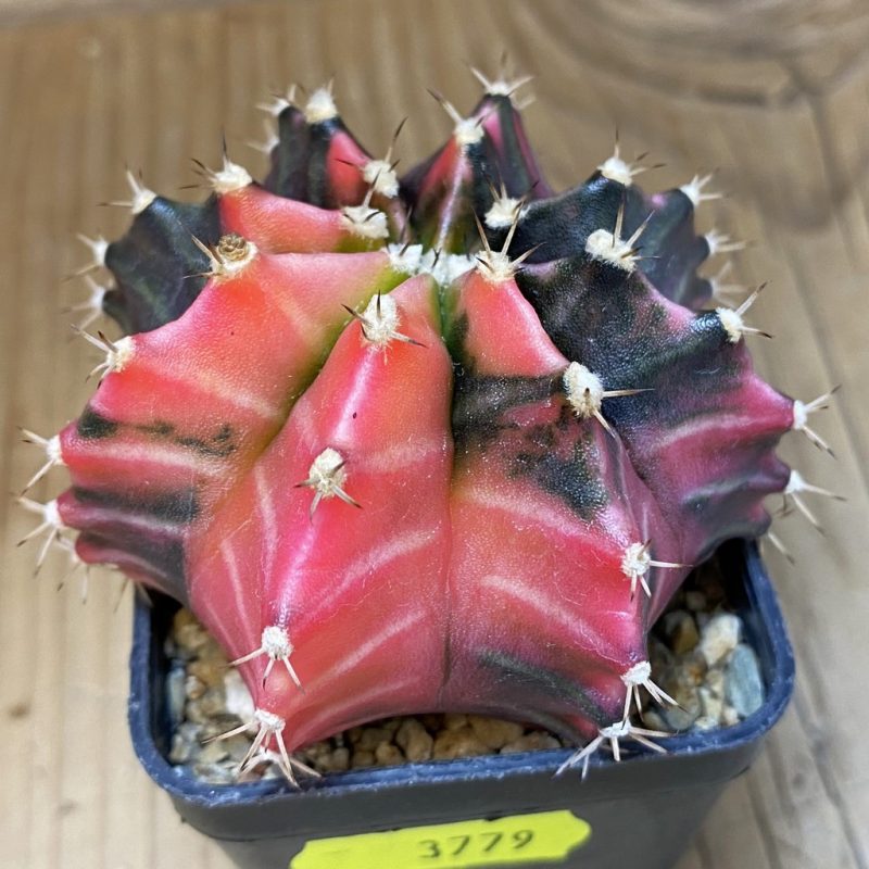 SH3779 Gymnocalycium mihanovichii f. variegata, seedling