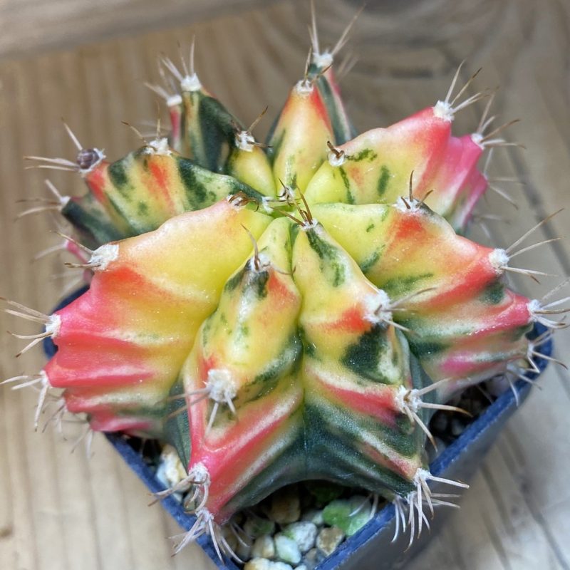 SH2969 Gymnocalycium friedrichii f. variegata, seedling