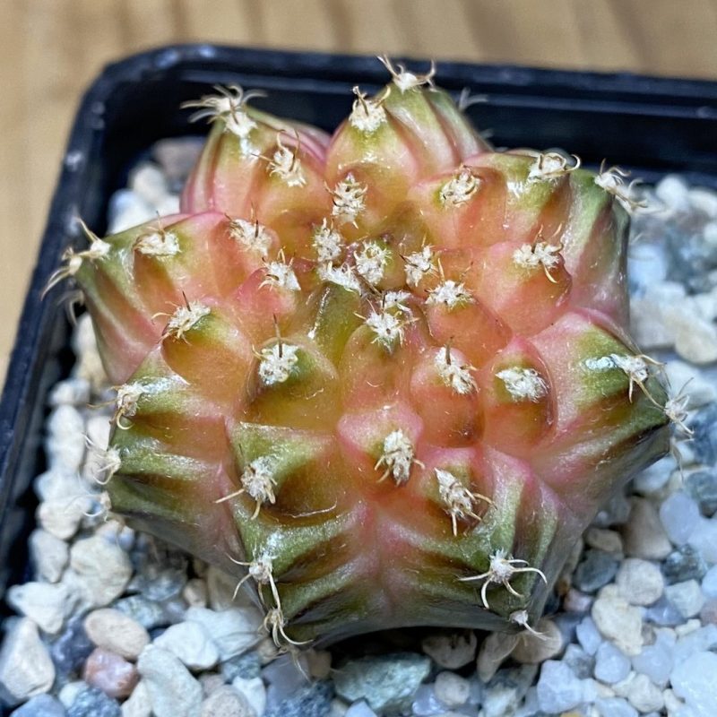 SH21676 Gymnocalycium mihanovichii ‘Neon’ hybrid