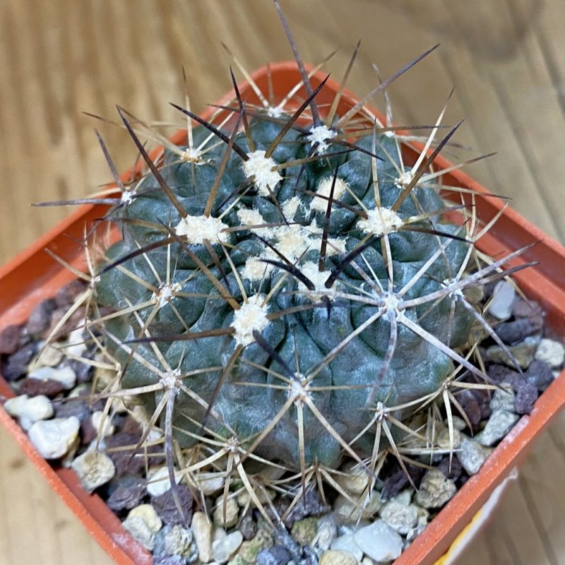 SH15152 Eriosyce heinrichiana