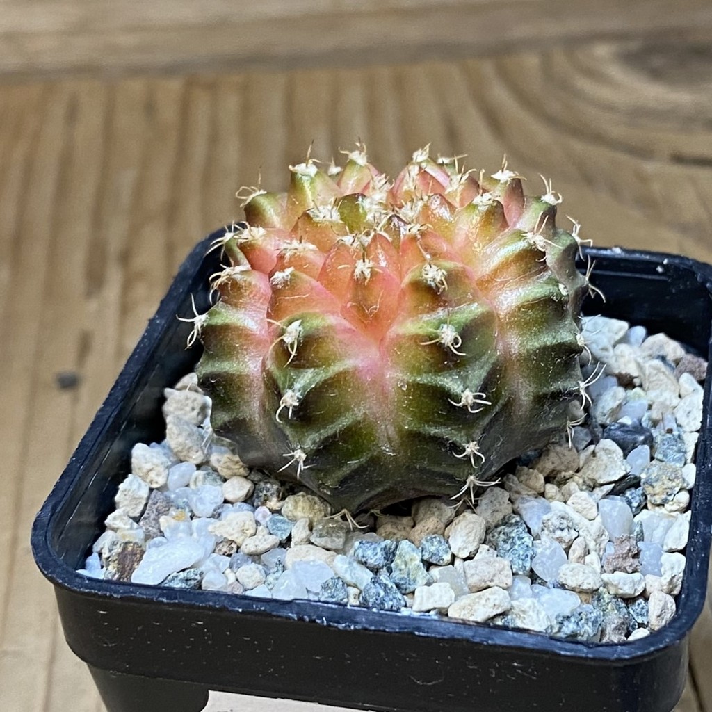 SH21676 Gymnocalycium mihanovichii ‘Neon’ hybrid - immagine 2