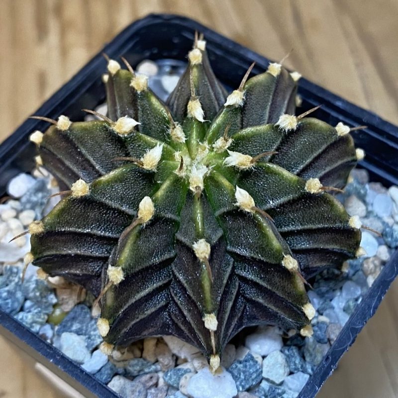 SH21461 Gymnocalycium friedrichii LB hybrid