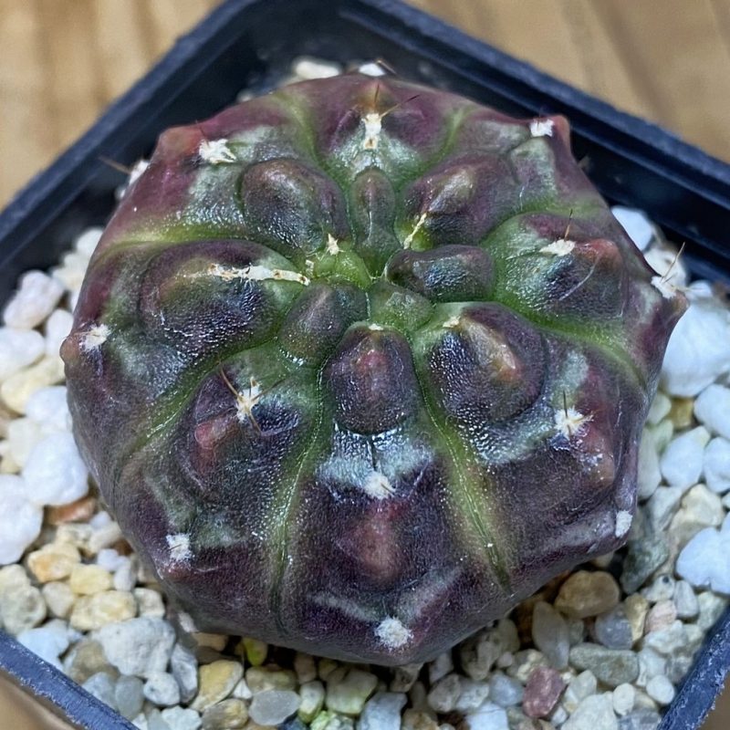 SH14589 Gymnocalycium mihanovichii ‘Day Dream’ ,original clone
