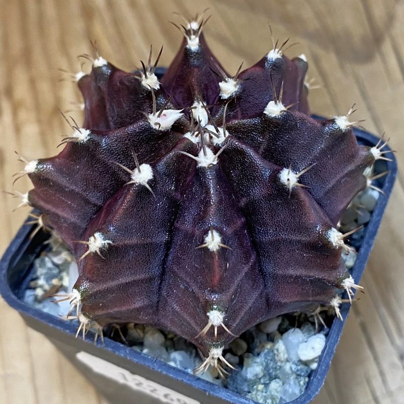 SH12269 Gymnocalycium mihanovichii ‘Black Widow’'Day Dream', seedling