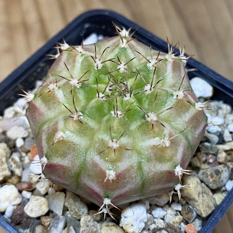 SH11421 Gymnocalycium mihanovichii ‘Neon’ hybrid, seedling