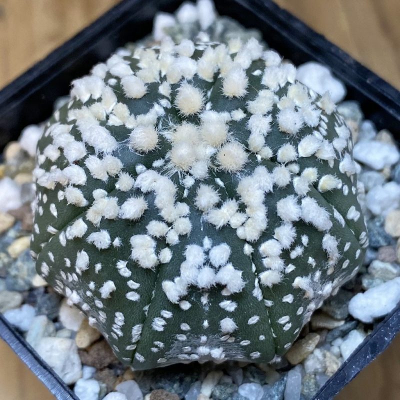 SH21158 Astrophytum asterias ‘Hanazono’