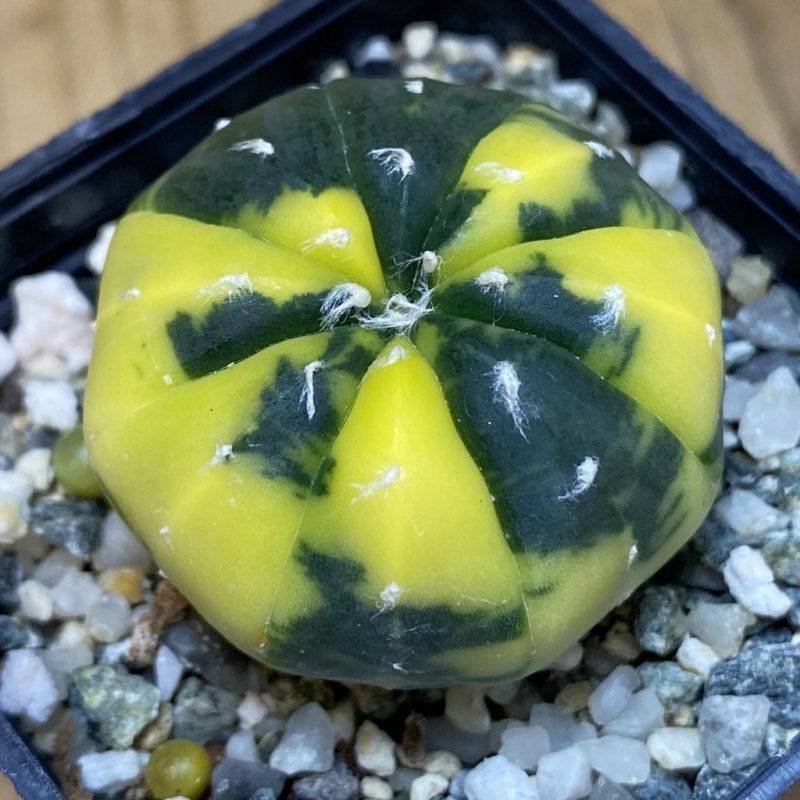 SH12366 Astrophytum asterias f. variegata
