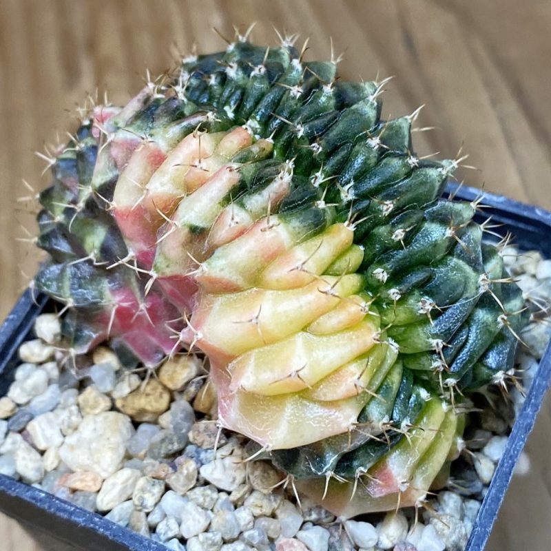 SH18725 Gymnocalycium mihanovichii f. variegata cristata