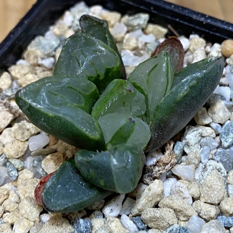 SH27936 Haworthia 'Christmas Candle'