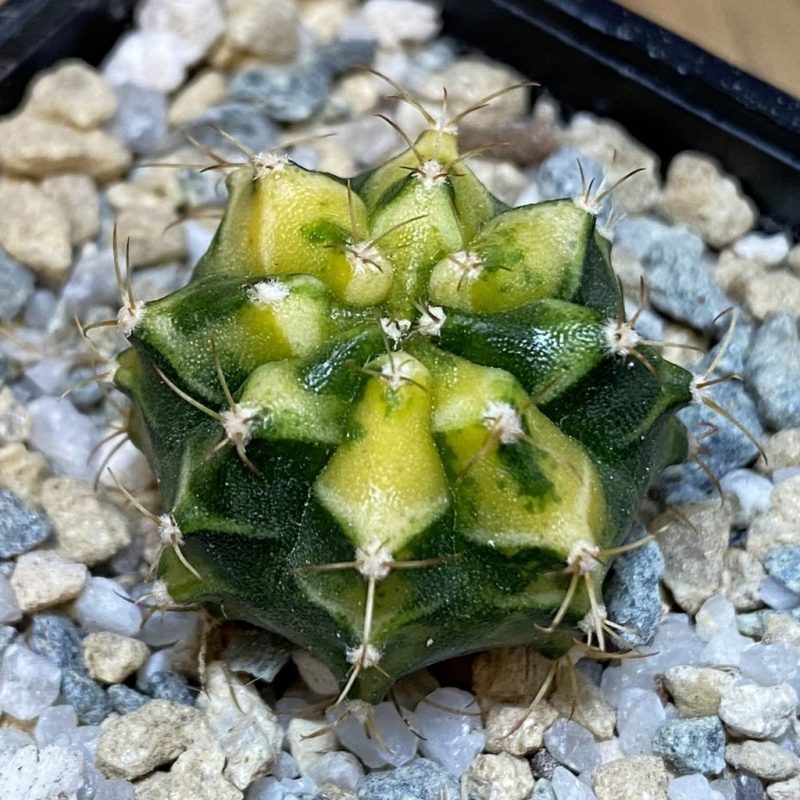 SH27938 Gymnocalycium mihanovichii f. variegata