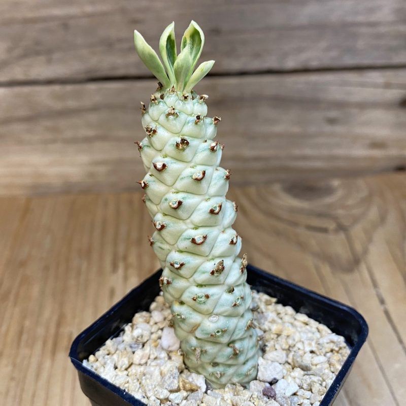 SH27939 Monadenium stapelioides f. variegata