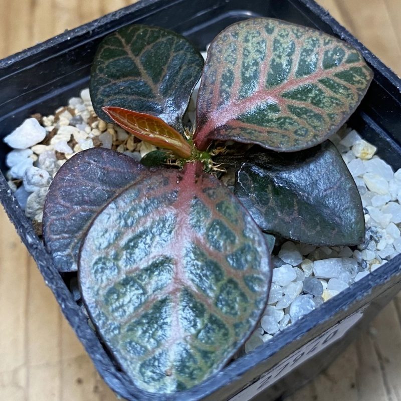 SH27940 Euphorbia francoisii hybrid