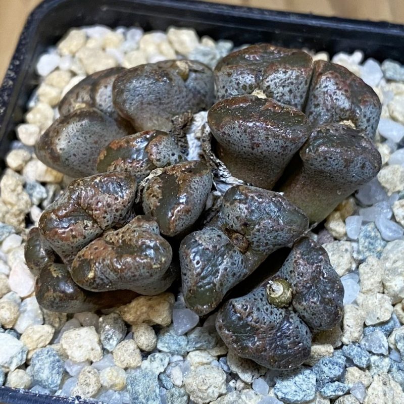 SH27945 Conophytum pellucidum, seedling
