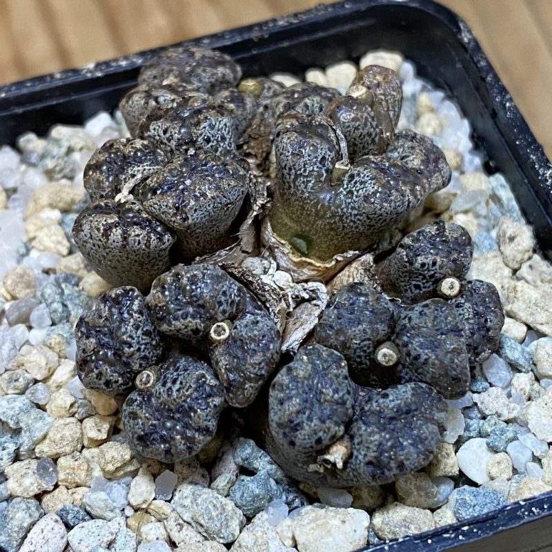 SH27947 Conophytum pellucidum, seedling