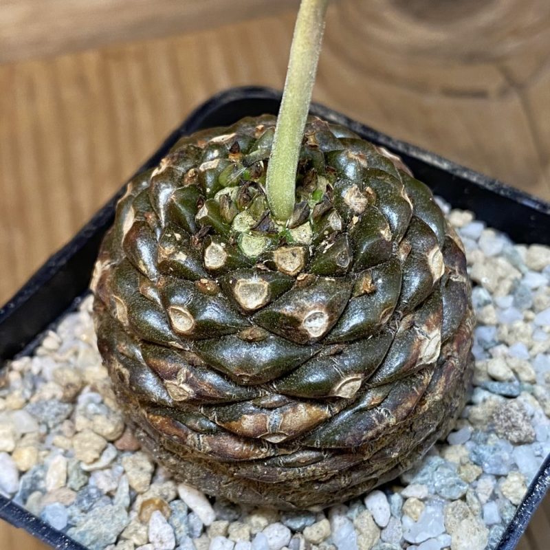 SH27908 Euphorbia bupleurifolia