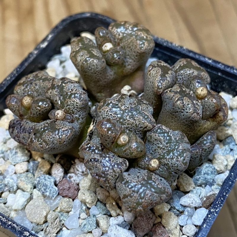 SH27949 Conophytum pellucidum, seedling