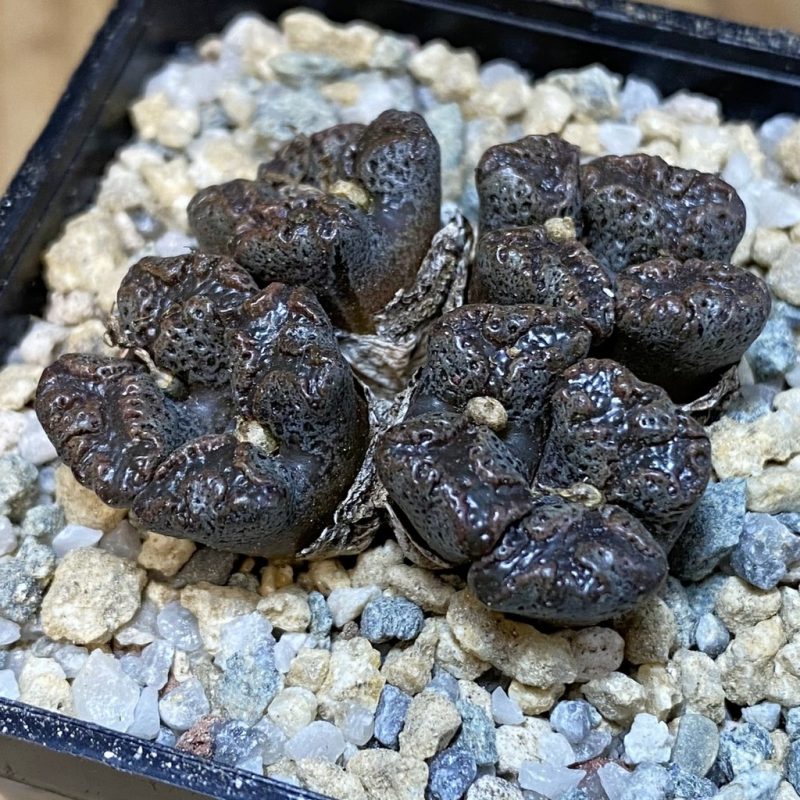 SH27950 Conophytum pellucidum, seedling
